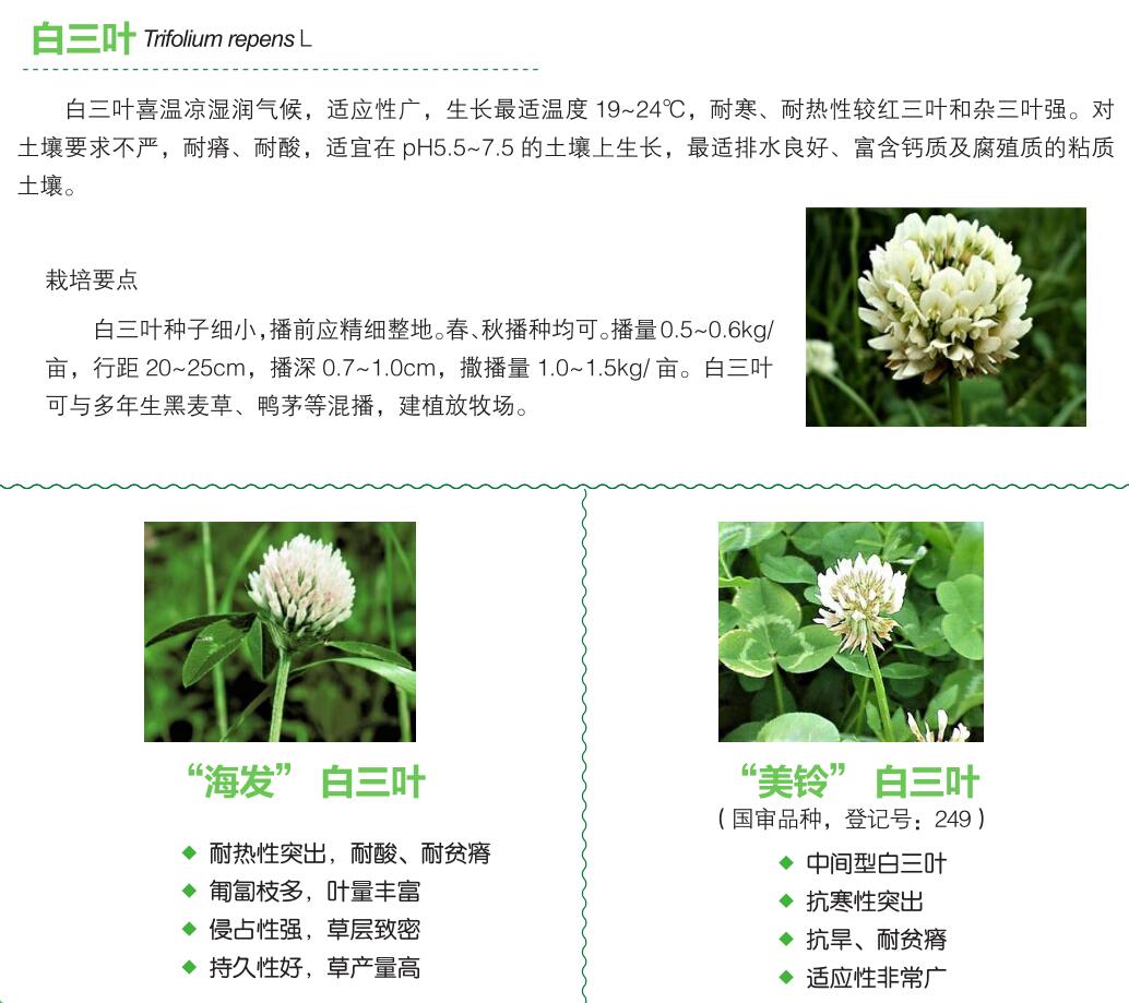白三叶.jpg