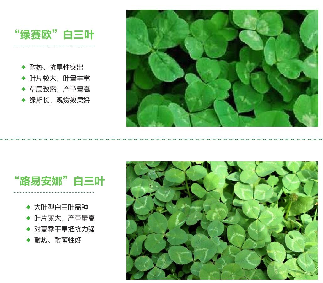 白三叶1.jpg