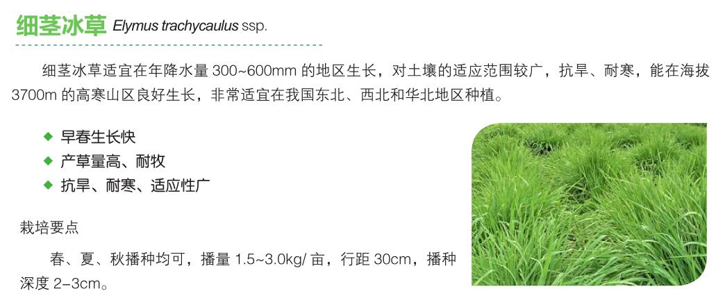 细茎冰草.jpg