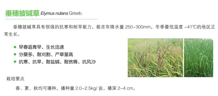 垂穗披碱草.jpg