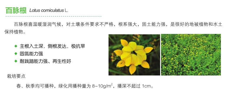 百脉根.jpg