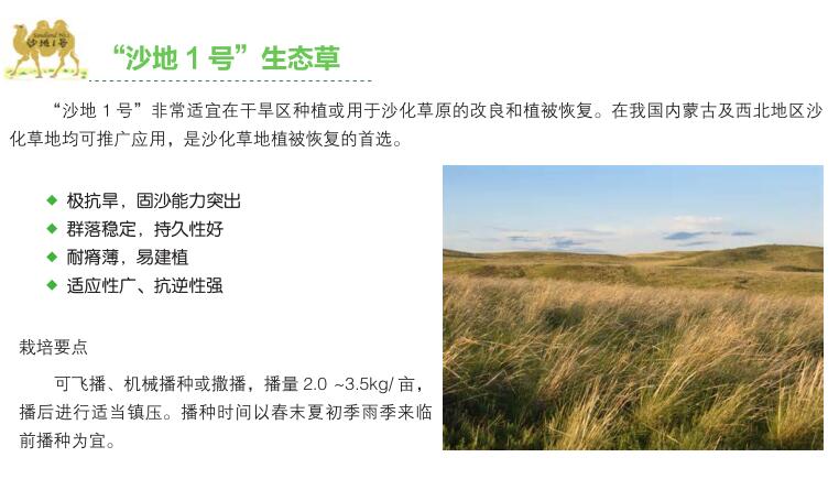 沙地1号.jpg