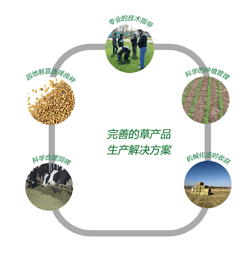 6业务-草种.png