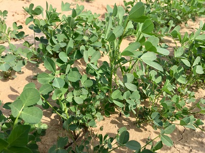 ”巨能551“在南宫种植效果 2019年3月底种植.jpg