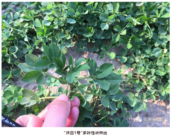 QQ截图20190620135821.png