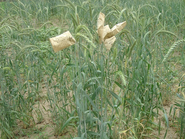 小黑麦繁育.JPG